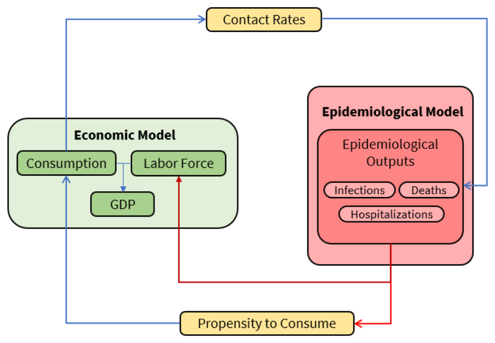 Diagram of the two-way feedback between the economic model (consumption, labour force, GDP) and the epidemiological model (infections, hospitalisations, deaths), linked through contact rates and the propensity to consume